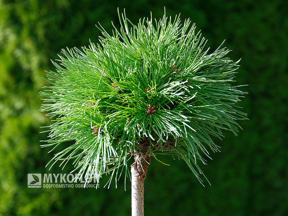 Pinus mugo subsp. uncinata Borkovice 7 szczepiona na pniu