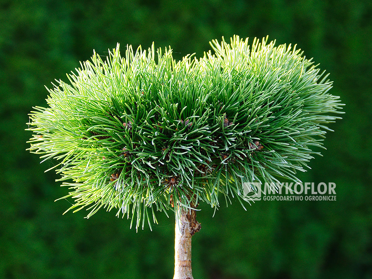 Pinus mugo subsp. uncinata Dvojčata (San Sebastian 828)