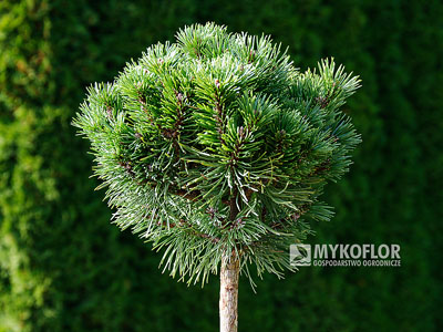 Pinus mugo subsp. uncinata Jezerni Slat