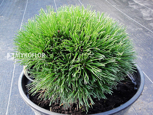 Pinus mugo (uncinata) Susse Perle – materiał oferowany do sprzedaży