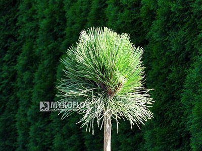  Pinus nigra Petra – materiał oferowany do sprzedaży