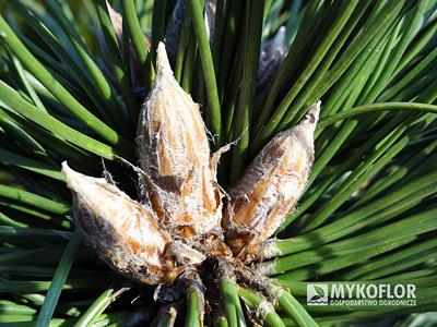 Duże, srebrzyste pąki na Pinus nigra Petra