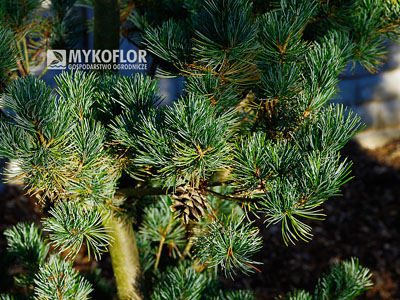 Pinus parviflora ‘Azuma’ – zbliżenie igieł 