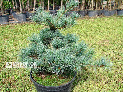 Pinus parviflora Nellie D. - materiał oferowany do sprzedaży