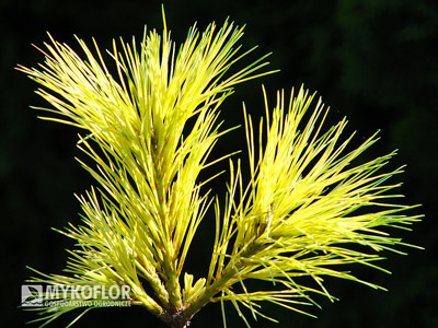 Pinus strobus Golden Candles, zbliżenie igieł (lato)