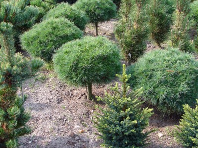 Pinus strobus Horsford. Dorosłe egzemplarze