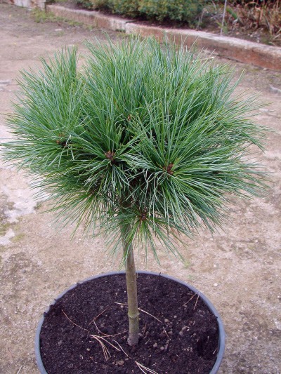 Pinus strobus Horsford, zbliżenie