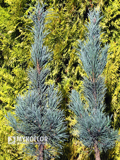 Pinus sylvestris Fastigiata. Materiał oferowany do sprzedaży