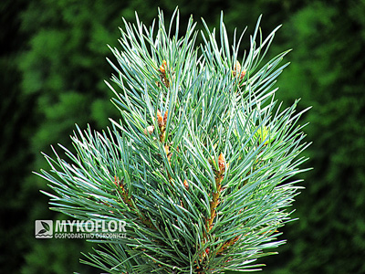 Pinus sylvestris Nana Argentea - zdjęcie zrobiono latem (słoneczny dzień)