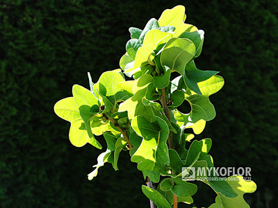 Quercus robur Facrist – liście