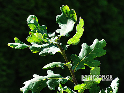 Quercus robur Gnom – liście