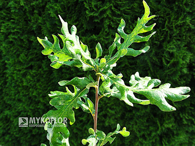 Quercus robur Irtha – liście