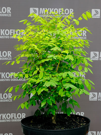 Sophora japonica Flavirameus – przykładowa roślina oferowana do sprzedaży