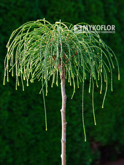 Thuja plicata Whipcord – przykładowy materiał oferowany do sprzedaży